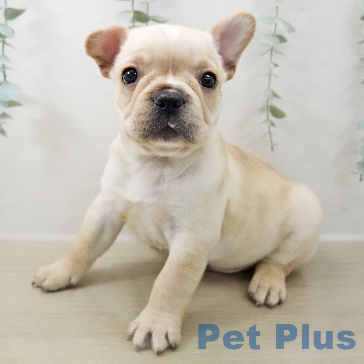 フレンチ・ブルドッグ