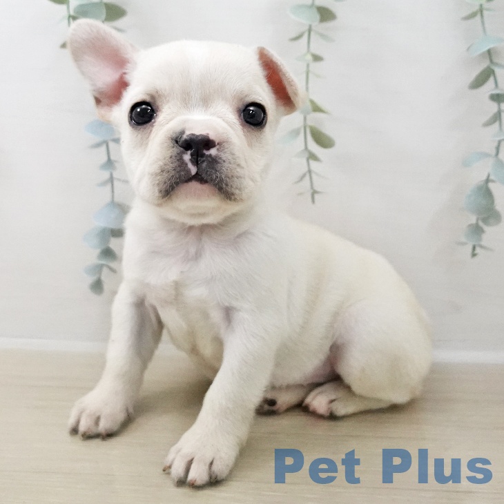 フレンチ・ブルドッグ