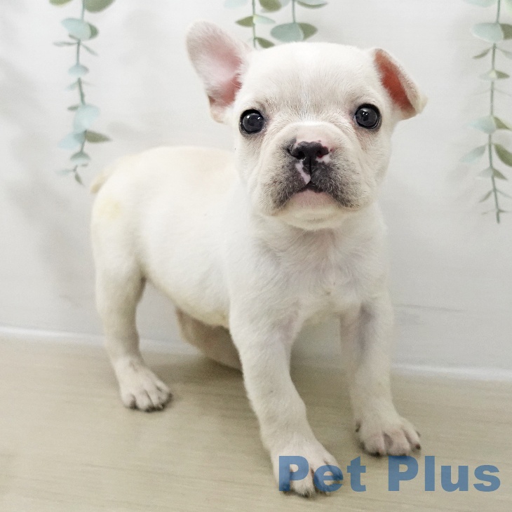 フレンチ・ブルドッグの写真2