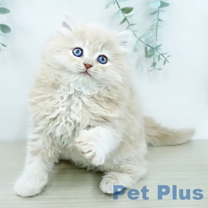 ラガマフィンの写真2