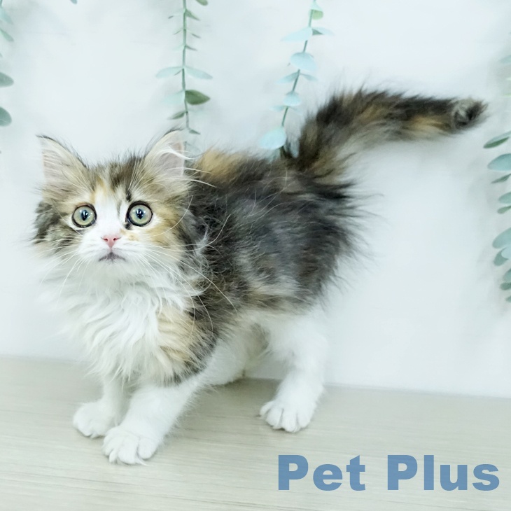 ミヌエットの写真2