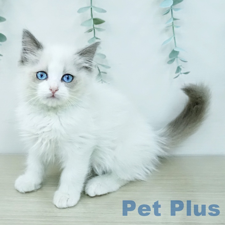 ラグドールの写真2