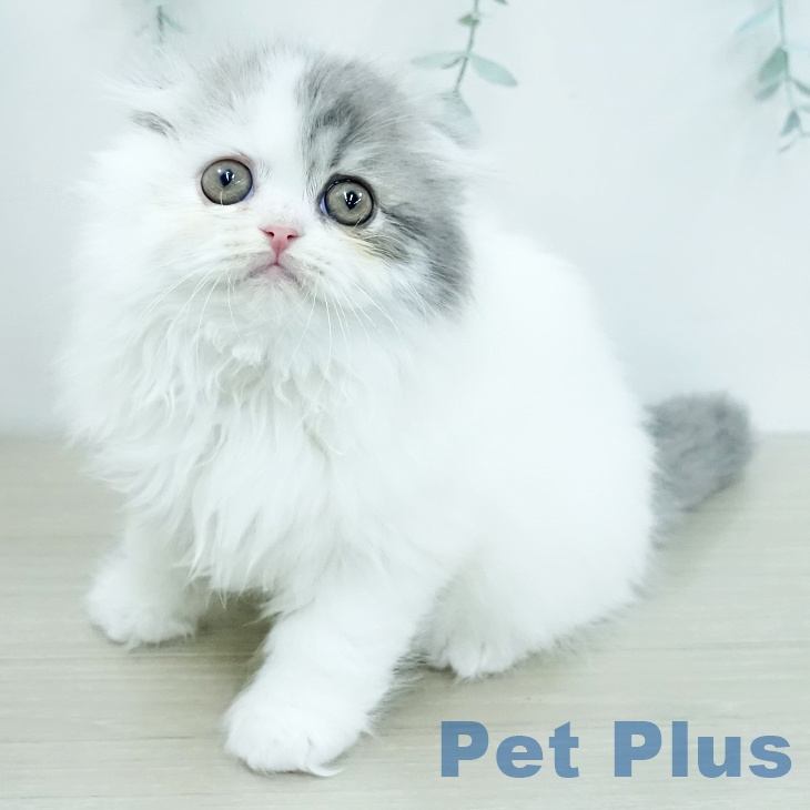 スコティッシュフォールド