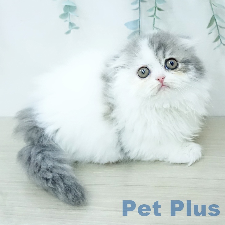 スコティッシュフォールドの写真2