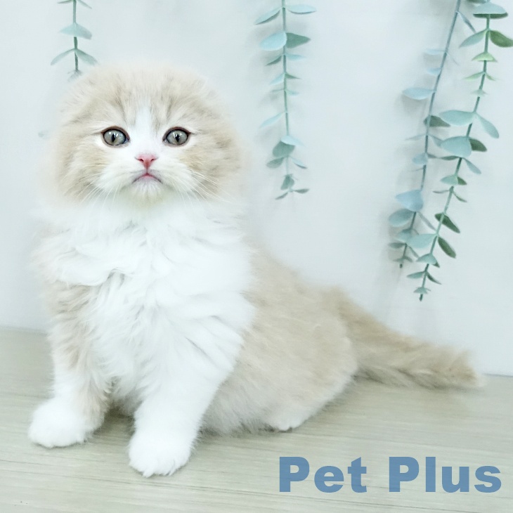 スコティッシュフォールドの写真2