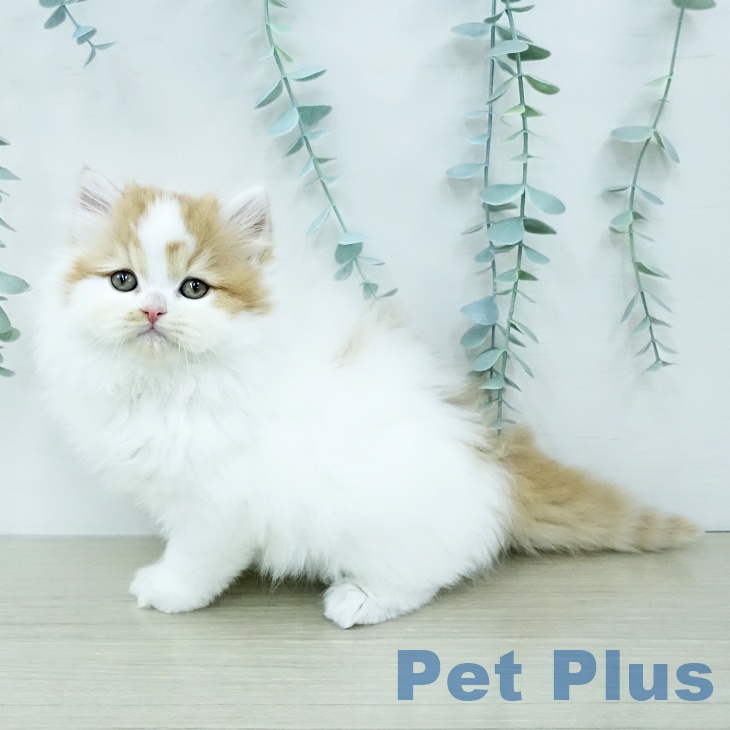 スコティッシュフォールドの写真2