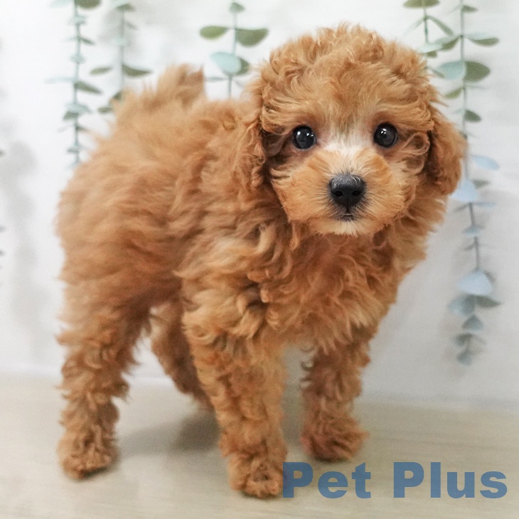 トイ・プードルの写真2