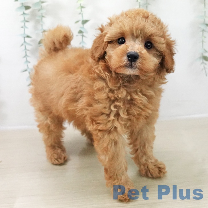 トイ・プードル