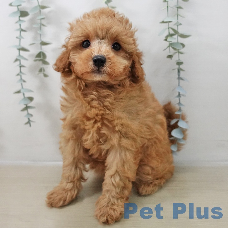 トイ・プードルの写真2