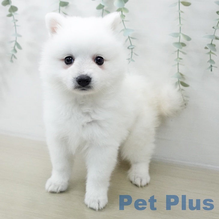 日本スピッツの写真2