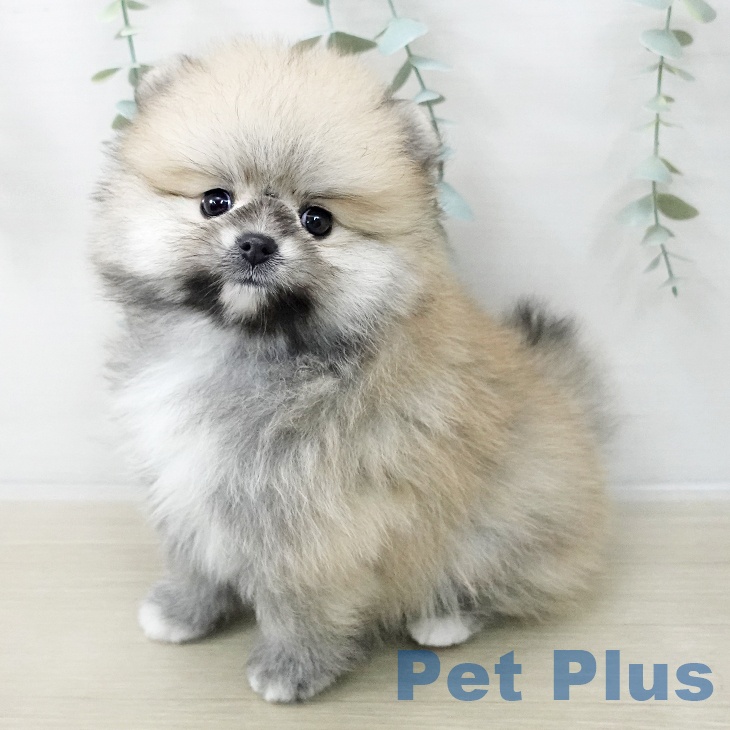 ポメラニアンの写真2