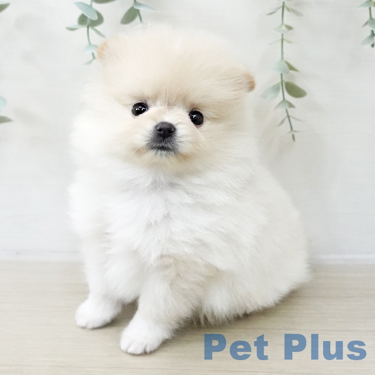ポメラニアンの写真2