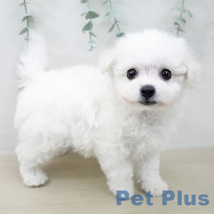 ビション・フリーゼ