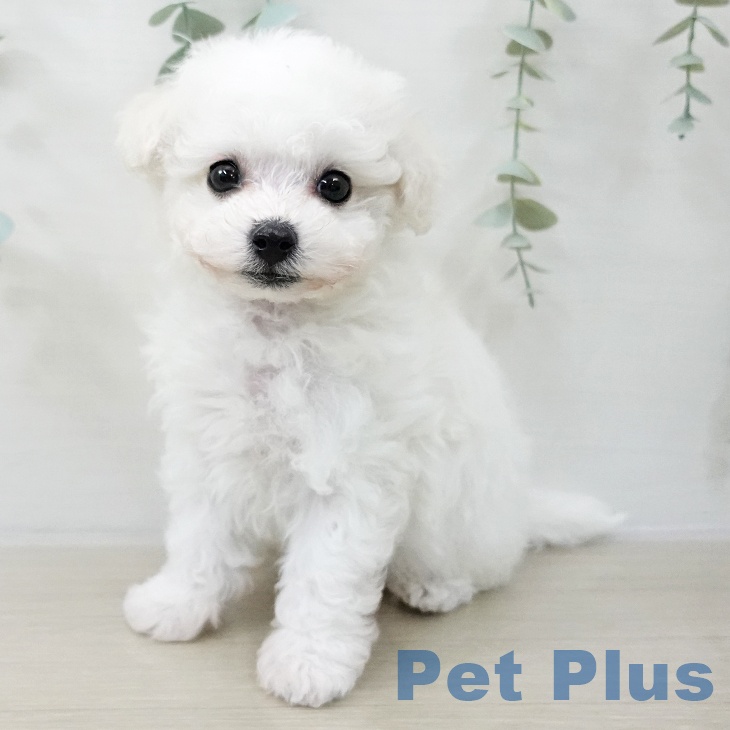 ビション・フリーゼの写真2