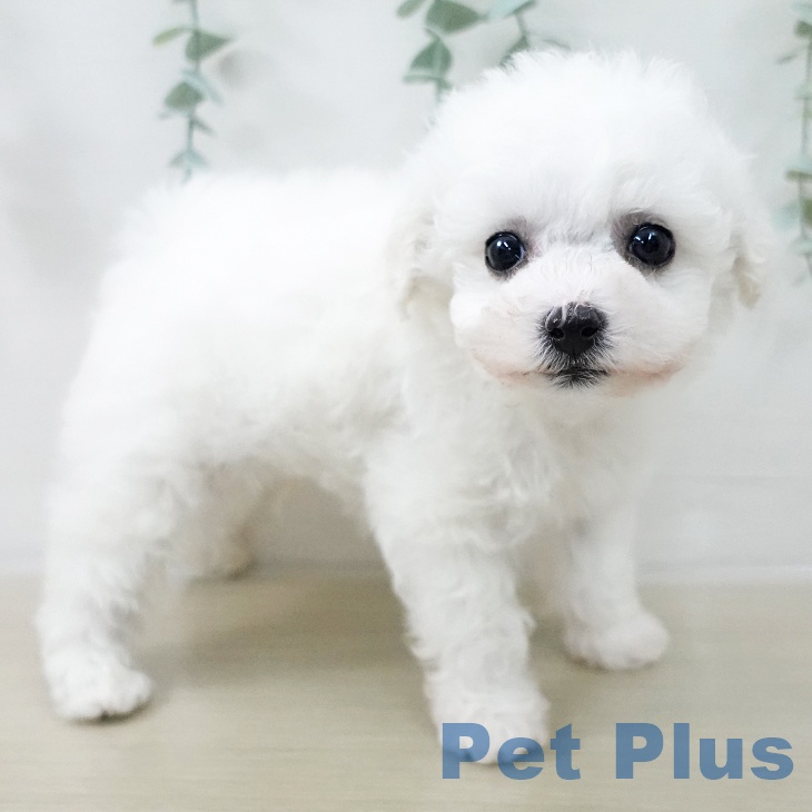 ビション・フリーゼの写真2