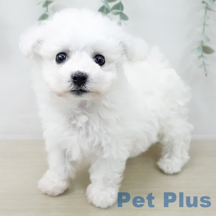 ビション・フリーゼ