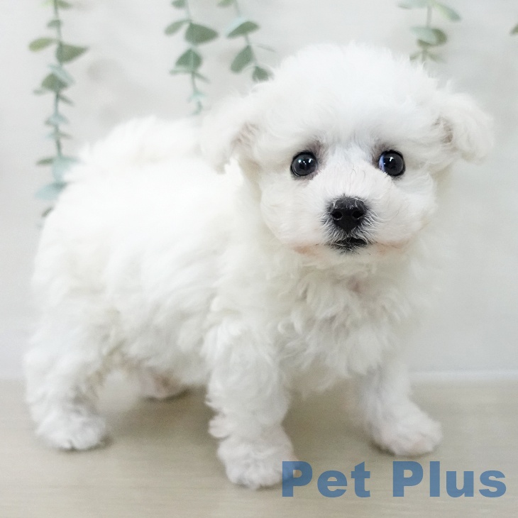 ビション・フリーゼ