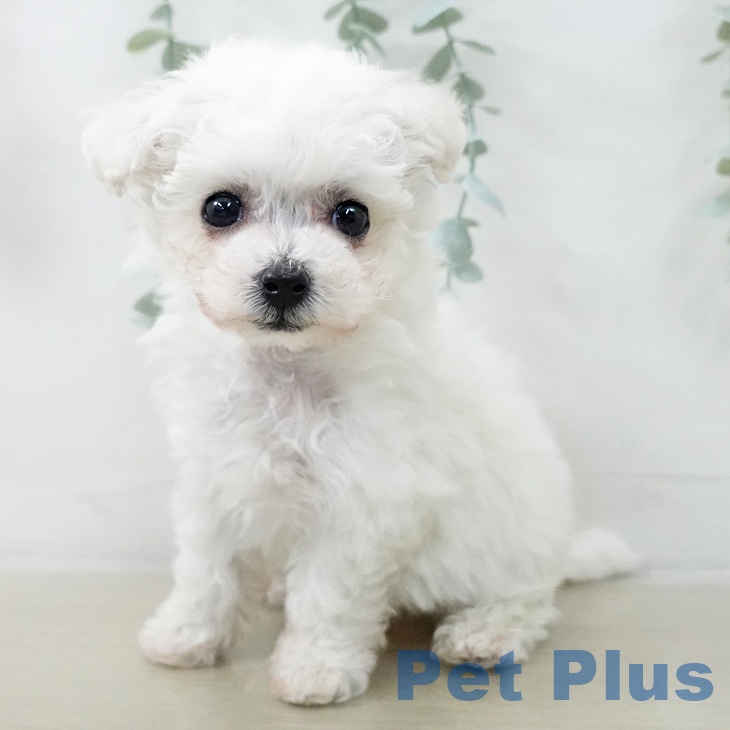 ビション・フリーゼ