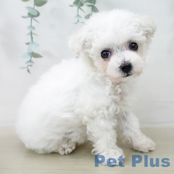 ビション・フリーゼの写真2