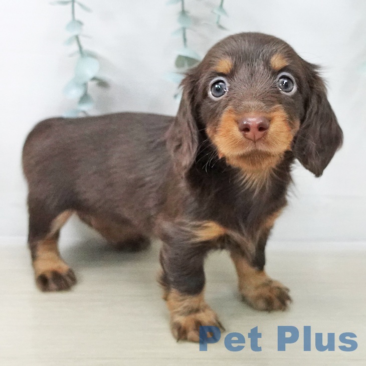 カニーンヘン・ダックスフンド