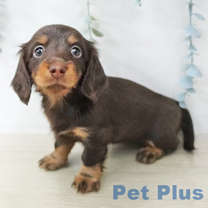 カニーンヘン・ダックスフンドの写真2