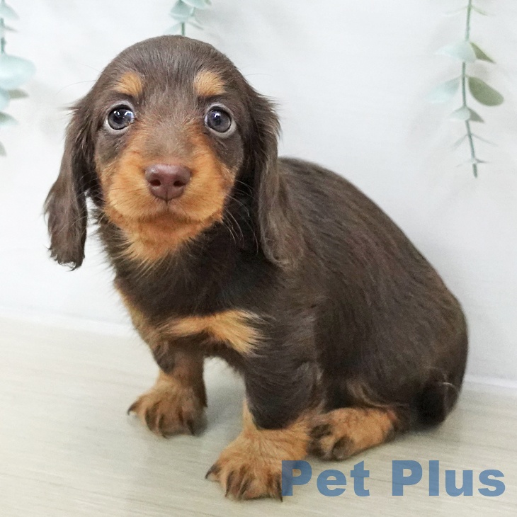 カニーンヘン・ダックスフンド