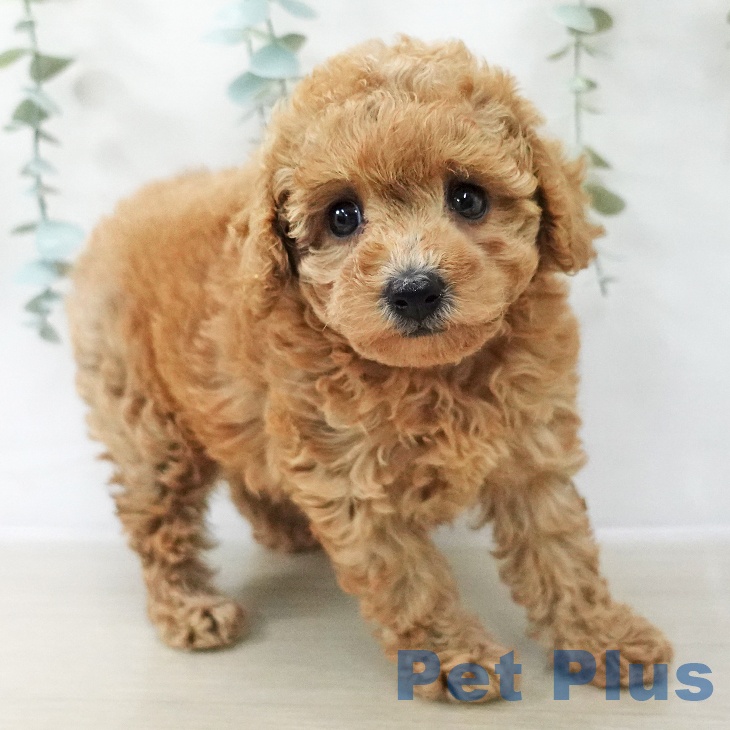 トイ・プードルの写真2