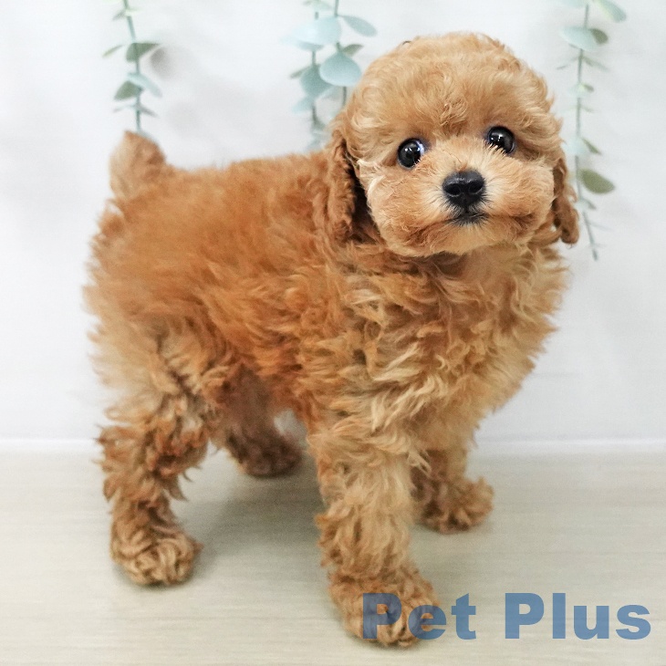 トイ・プードル