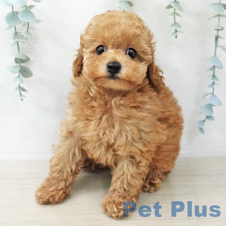 トイ・プードルの写真2