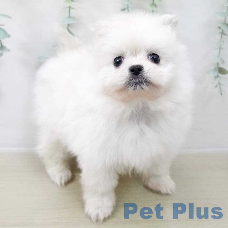 ポメラニアンの写真2