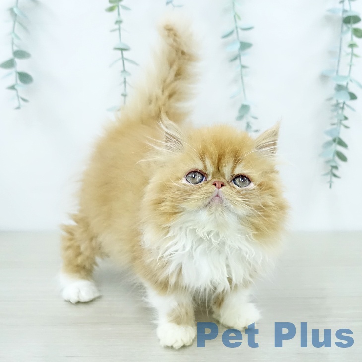 エキゾチックの写真2