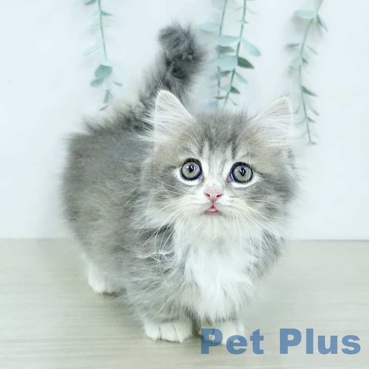 マンチカンの写真2