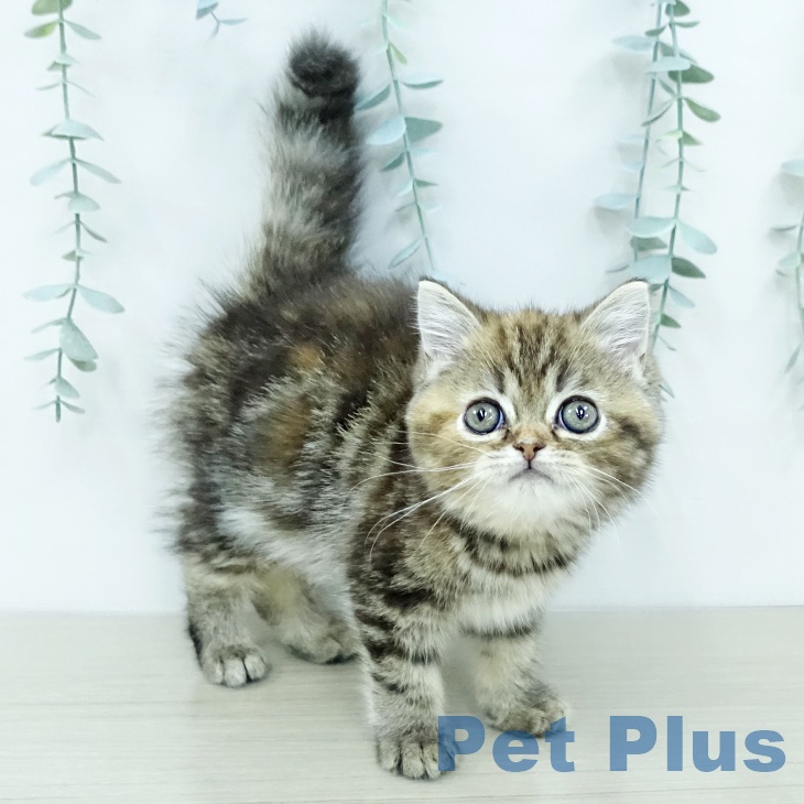 スコティッシュフォールドの写真2