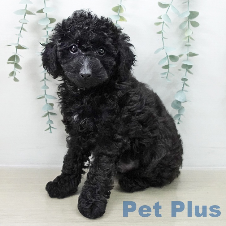 トイ・プードル