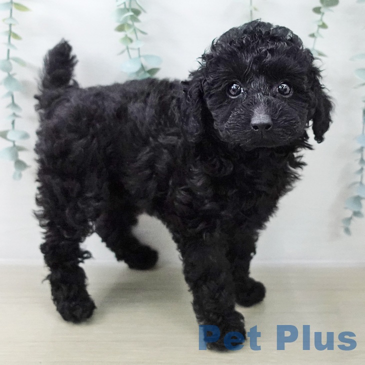 トイ・プードルの写真2