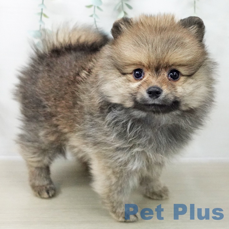 ポメラニアンの写真2