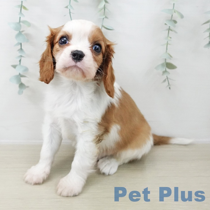 キャバリア・キングチャールズ・スパニエル