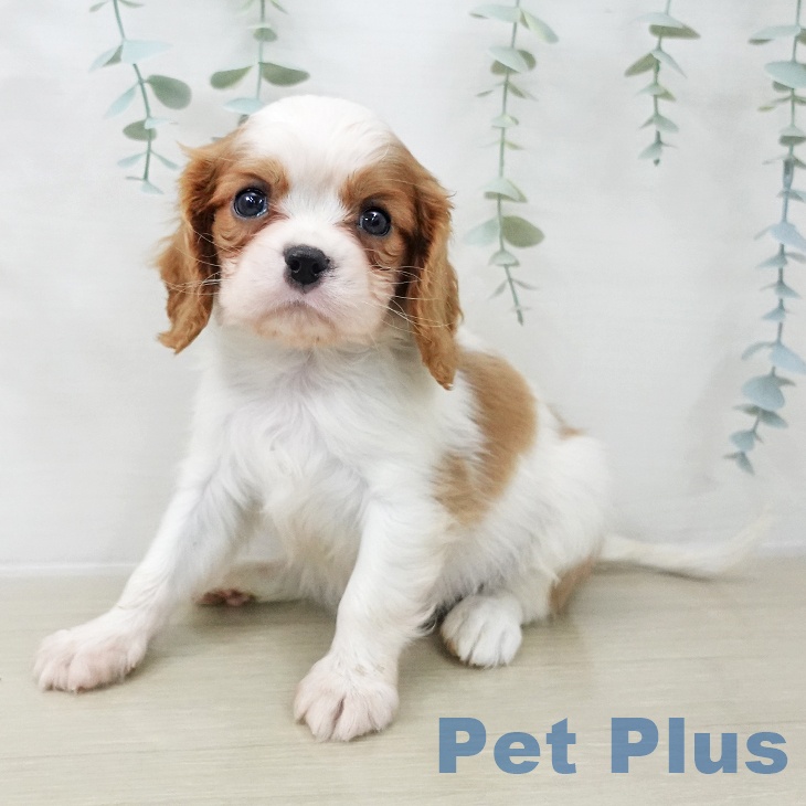 キャバリア・キングチャールズ・スパニエル