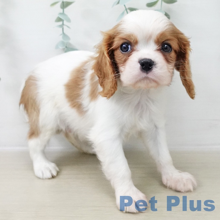 キャバリア・キングチャールズ・スパニエル