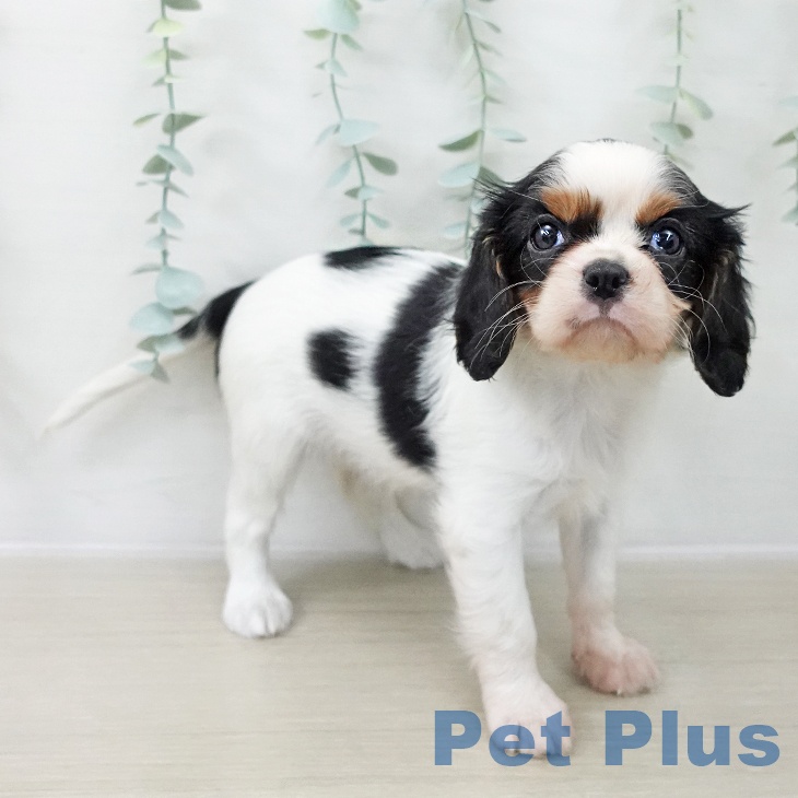 キャバリア・キングチャールズ・スパニエルの写真2