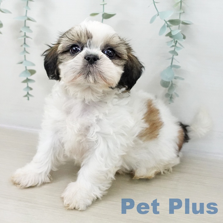 シー・ズーの写真2