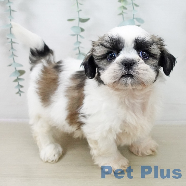 シー・ズーの写真2