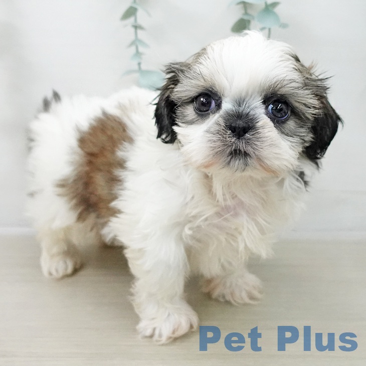 シー・ズーの写真2