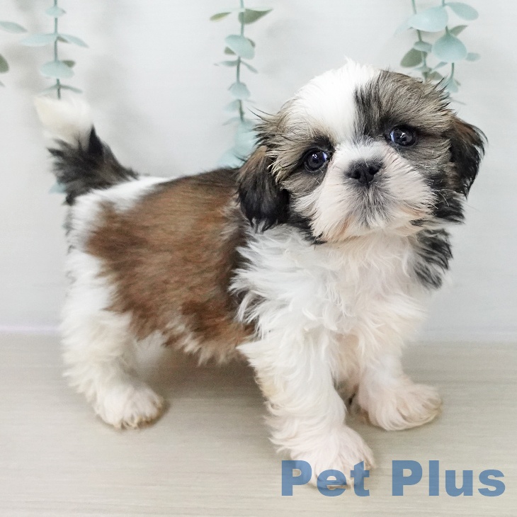 シー・ズーの写真2