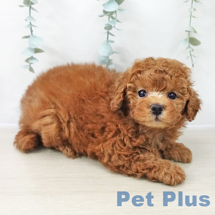 トイ・プードル