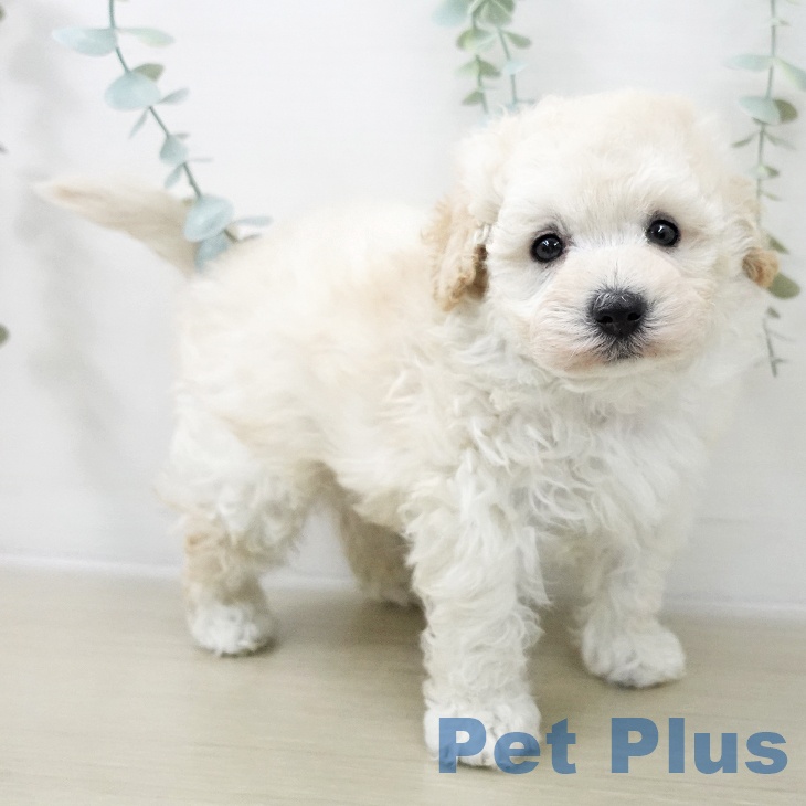 トイ・プードルの写真2