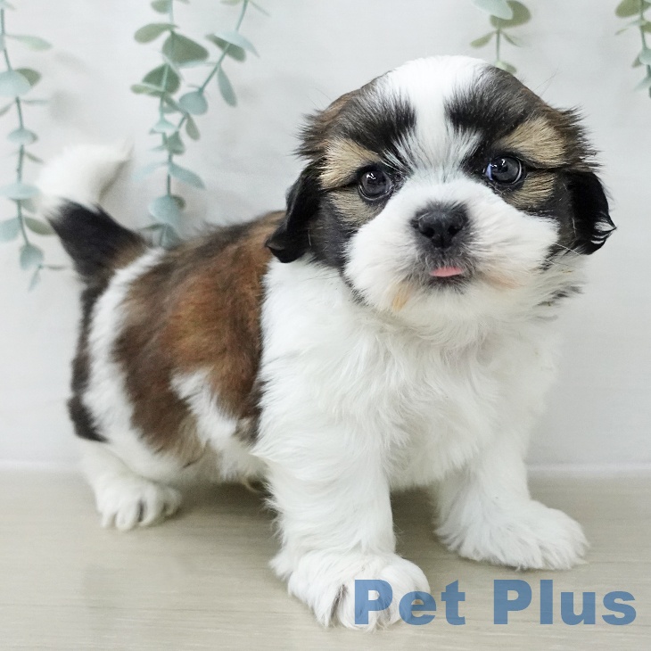 シー・ズーの写真2