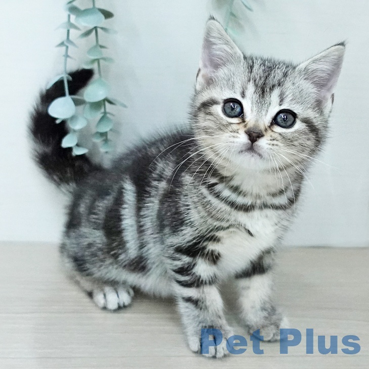 アメリカンショートヘア