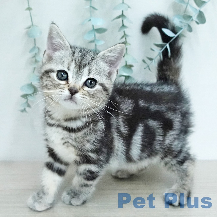 アメリカンショートヘアの写真2