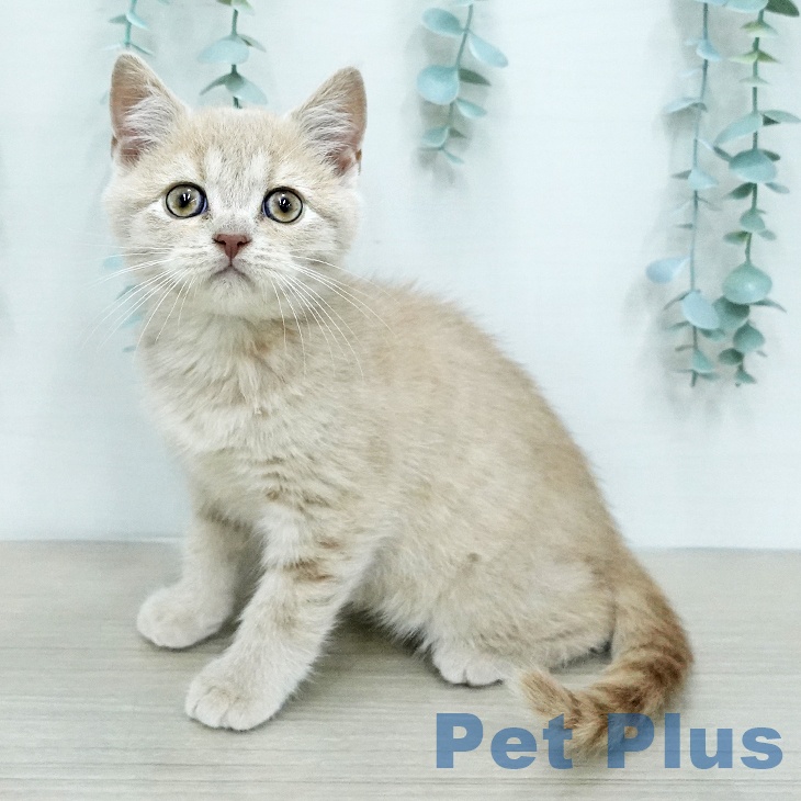 ブリティッシュショートヘア